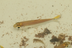 Characidae