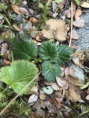 Geum cockaynei