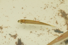Characidae