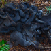 Blue Chanterelles - Photo (c) Christian Schwarz, some rights reserved (CC BY-NC), uploaded by Christian Schwarz