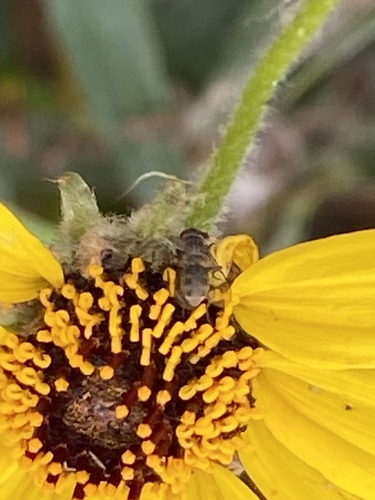 iNaturalist observation photo of Brachyceran Flies