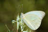 Mariposa Blanca Gigante - Photo (c) Eric Isley, algunos derechos reservados (CC BY-NC), subido por Eric Isley
