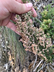 Erica paniculata