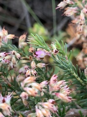 Erica paniculata