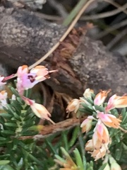 Erica paniculata