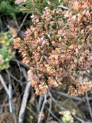 Erica paniculata