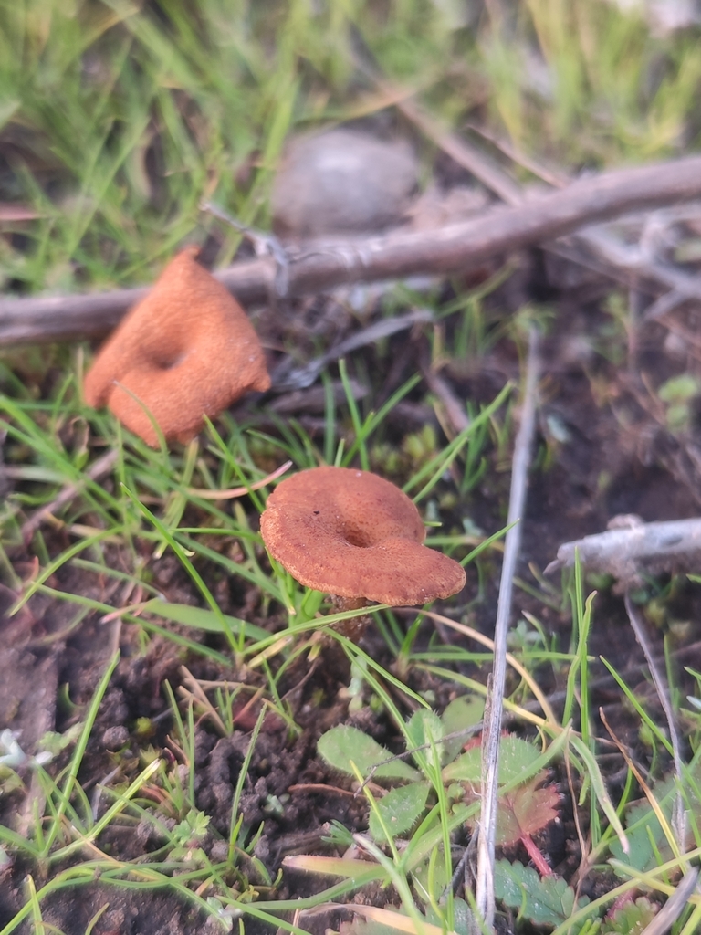 Melanomphalia omphaliopsis · July 2025 · photo: © nicolas_joak (iNaturalist, cc0)