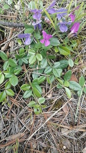 Lemmon's Cologania (Cologania obovata)