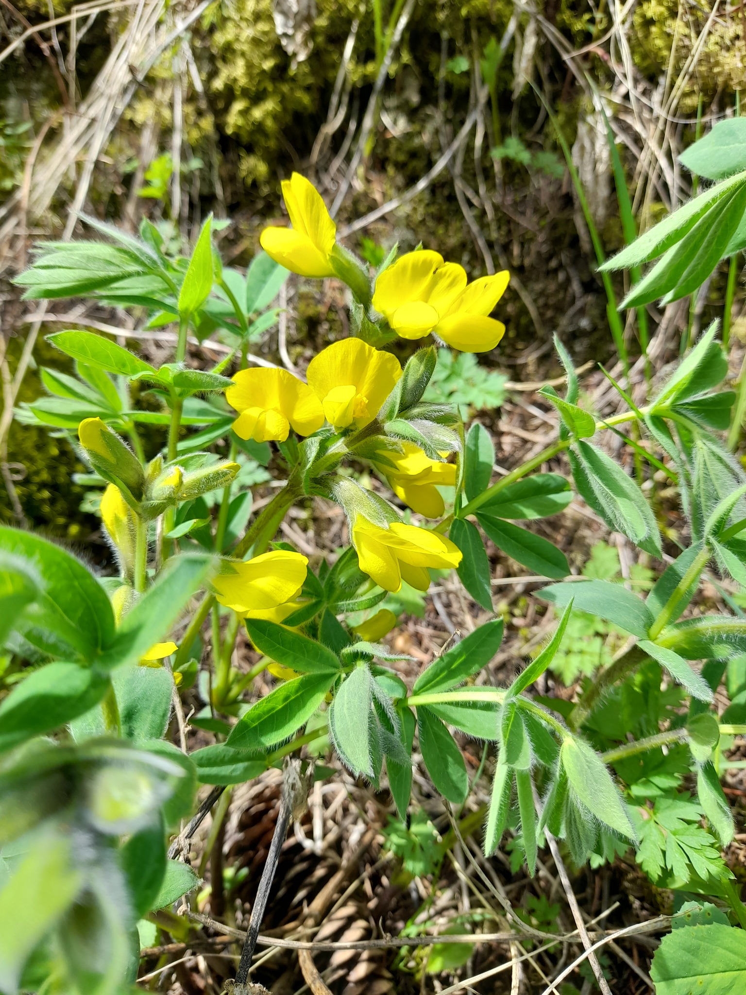 Thermopsis alpina