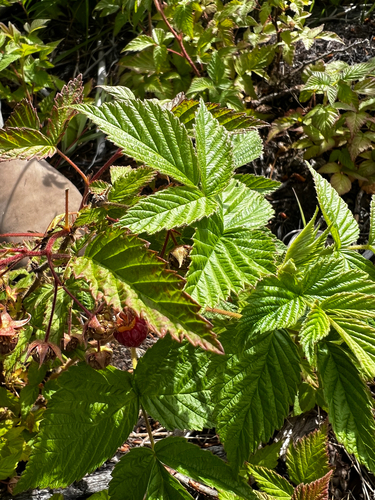 Rubus idaeus