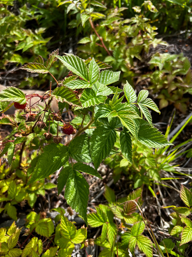 Rubus idaeus