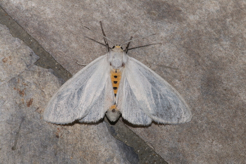 Oregon Cycnia Moth photo 5