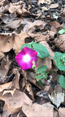 Ipomoea purpurea