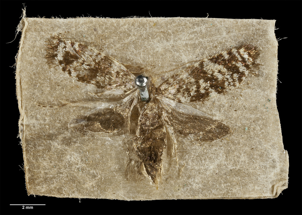 Mallobathra abyssina