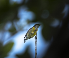 Coereba flaveola caboti