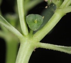 Euphorbia exstipulata