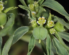 Euphorbia exstipulata