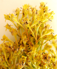 Leucadendron ericifolium