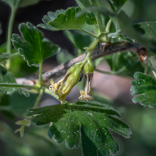 woolly-flowered gooseberry (Ribes lasianthum)