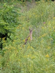 Odocoileus virginianus