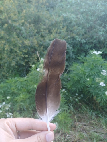 Plume de Aigle botté