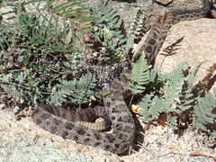Crotalus cerberus