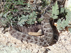Crotalus cerberus
