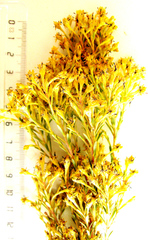 Leucadendron ericifolium