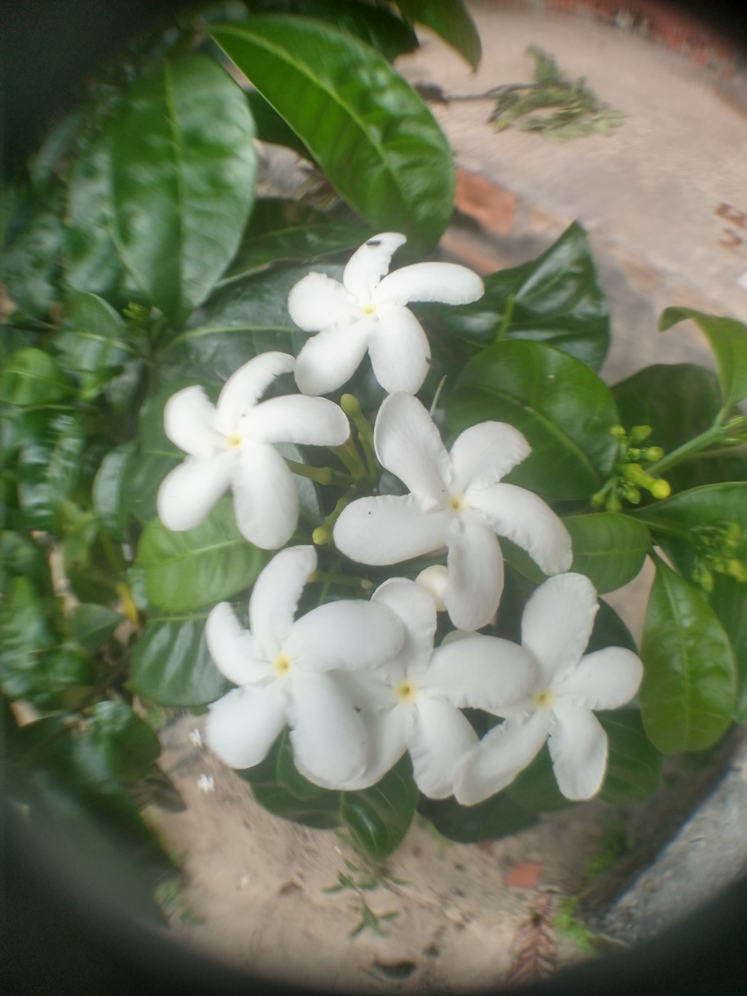 Tabernaemontana divaricata