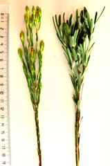 Leucadendron ericifolium