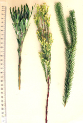 Leucadendron ericifolium