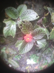 Episcia cupreata