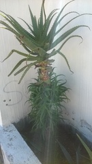 Aloe vera