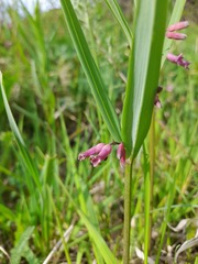 Polygonatum roseum