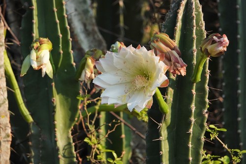 Image of Cereus Bicolor (Cereus bicolor) by (c) Paul Prior, some rights reserved (CC BY)
