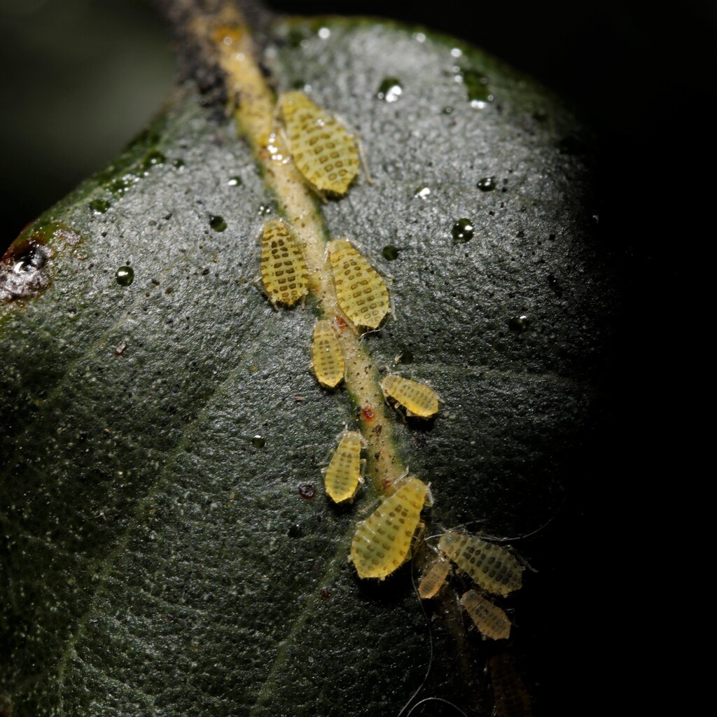 Painted Holm Oak Aphid
