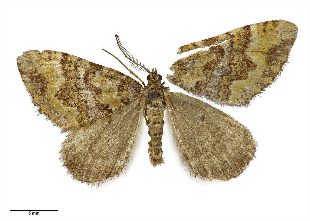 Asaphodes glaciata