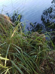 Paspalum dilatatum