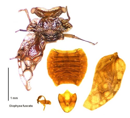 Oiophysa pendergrasti
