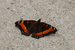 Aglais milberti viola