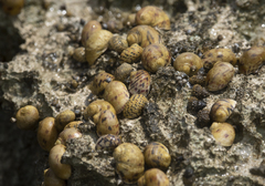 Cerithium litteratum