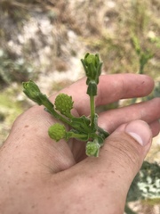 Chrysopsis floridana var. highlandsensis image
