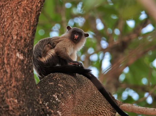 Black-tailed Marmoset