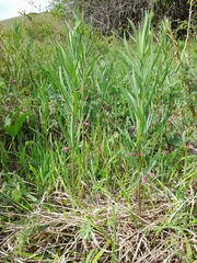 Polygonatum roseum, photograph (c) Yeskendir Satekov, some rights reserved (CC BY)