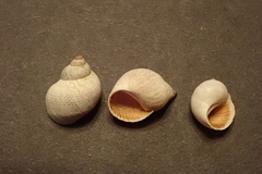 Littoraria pintado