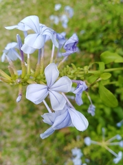 Plumbago auriculata