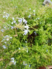 Plumbago auriculata