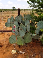 Opuntia cacanapa