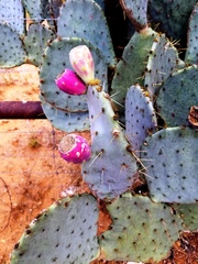 Opuntia cacanapa