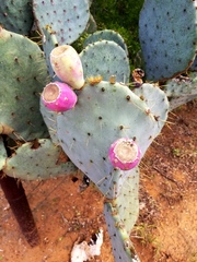 Opuntia cacanapa
